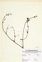 藏品(黃細心)的圖片